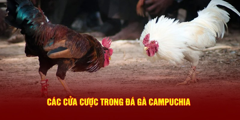 Các loại cửa cược trong đá gà Campuchia