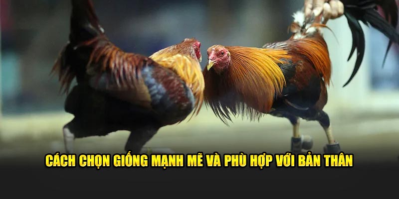 Cách chọn giống mạnh mẽ và phù hợp với bản thân