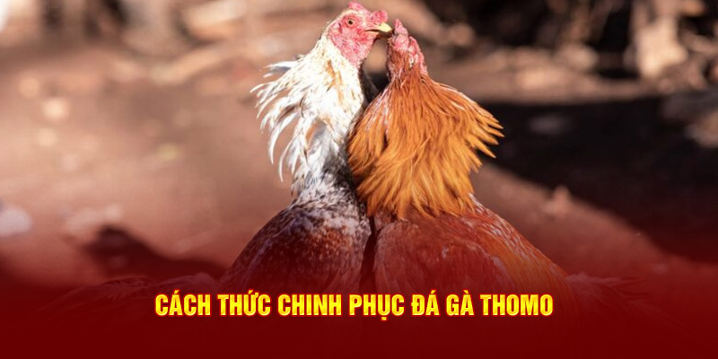 Cách thức chinh phục đá gà Thomo