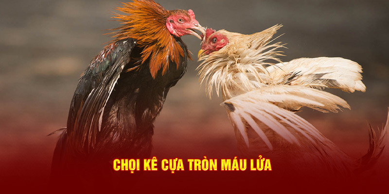 Chọi kê cựa tròn máu lửa