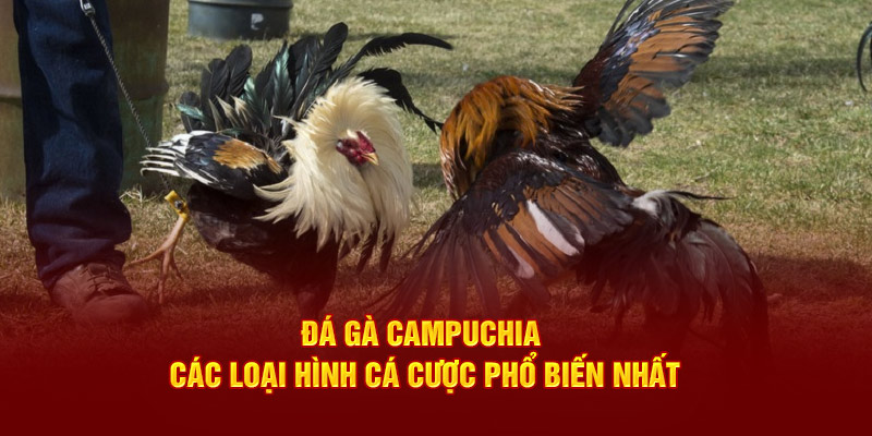 Đá Gà Campuchia Các Loại Hình Cá Cược Phổ Biến Nhất