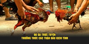 Đá Gà Trực Tuyến - Thưởng Thức Các Trận Đấu Kịch Tính