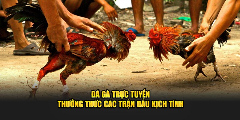 Đá Gà Trực Tuyến - Thưởng Thức Các Trận Đấu Kịch Tính