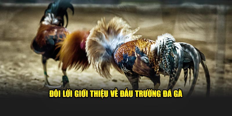 Đôi lời giới thiệu về đấu trường đá gà