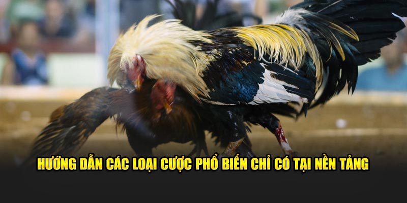 Hướng dẫn các loại cược phổ biến chỉ có tại nền tảng