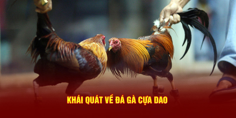 Khái quát về đá gà cựa dao