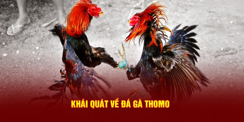 Khái quát về đá gà Thomo