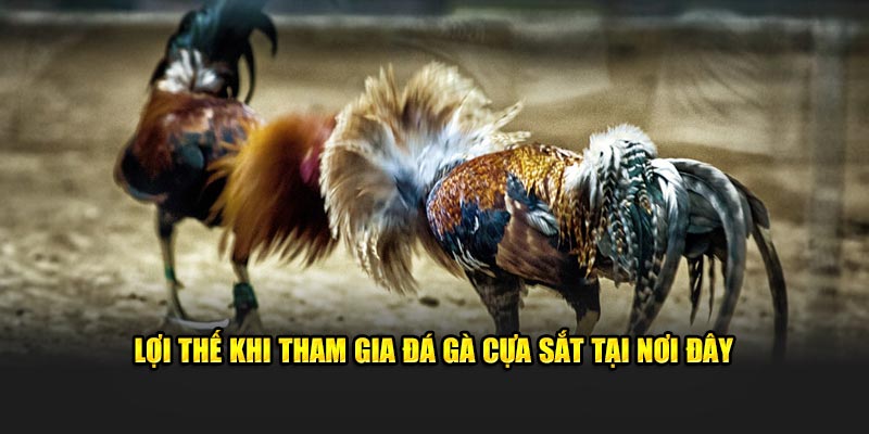 Lợi thế khi tham gia đá gà cựa sắt tại nơi đây