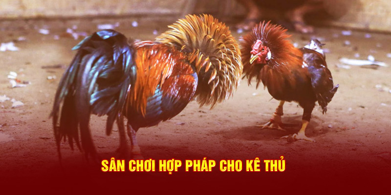 Sân chơi hợp pháp cho kê thủ