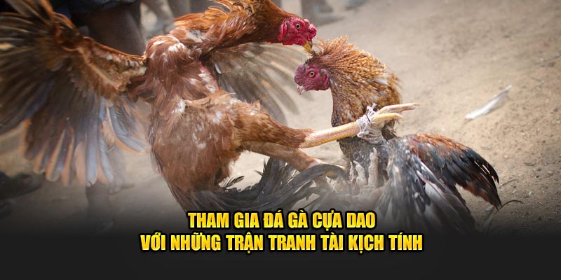 Tham gia đá gà cựa dao với những trận tranh tài kịch tính