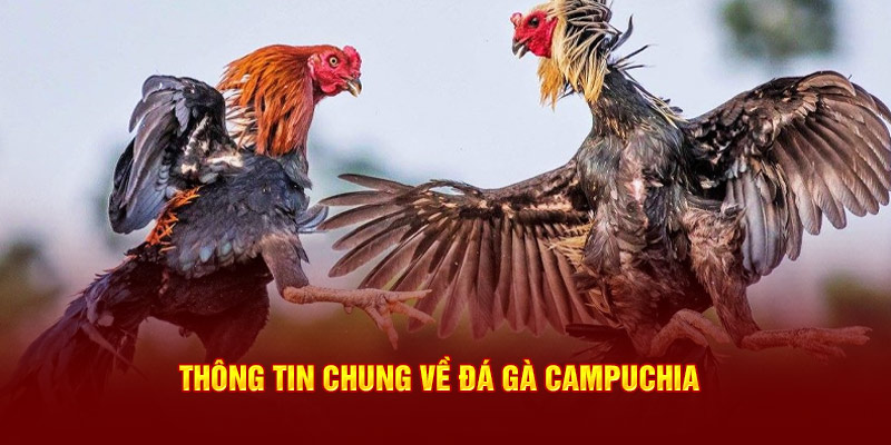 Đá gà Campuchia và thông tin chung