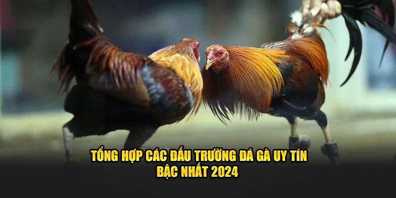 Tổng Hợp Các Đấu Trường Đá Gà Uy Tín Bậc Nhất 2024 