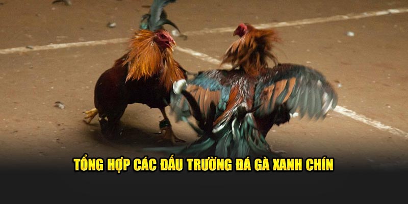 Tổng hợp các đấu trường đá gà xanh chín