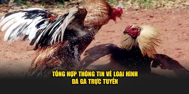 Tổng hợp thông tin về loại hình đá gà trực tuyến